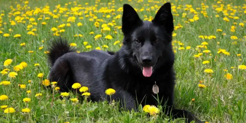  Beautiful Black Long Haired German Shepherd