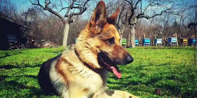 Benefits of Working Breed German Shepherd 