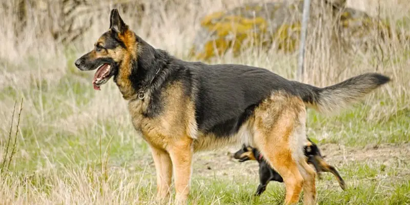 Brief of German Shepherd Colors Black & Silver