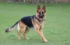 What Makes Working Breed German Shepherds Exceptional