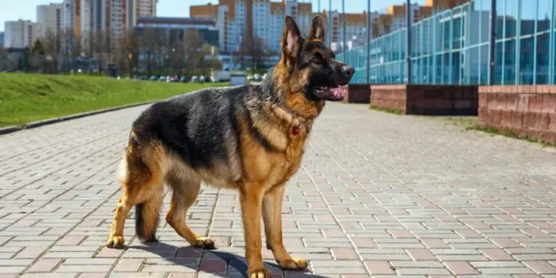 Genetic of Full Breed German Shepherd Price