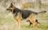 The Giant German Shepherd Breed Profile: A Guide to Size, Health & Temperament