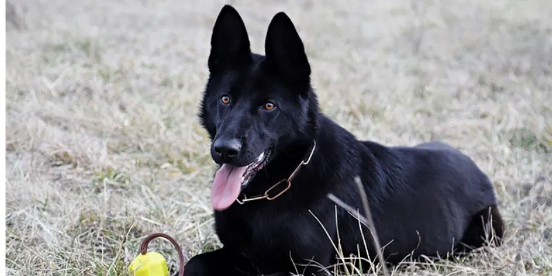 Health of  Black Long Haired German Shepherd