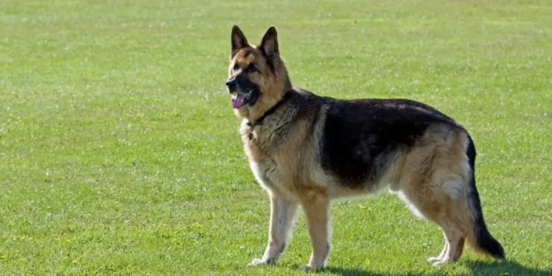 German Shepherd Colors Black & Silver