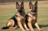 Working Breed German Shepherds: The Perfect Companion for Active Owners