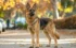 Full-Breed German Shepherd Cost and Expenses