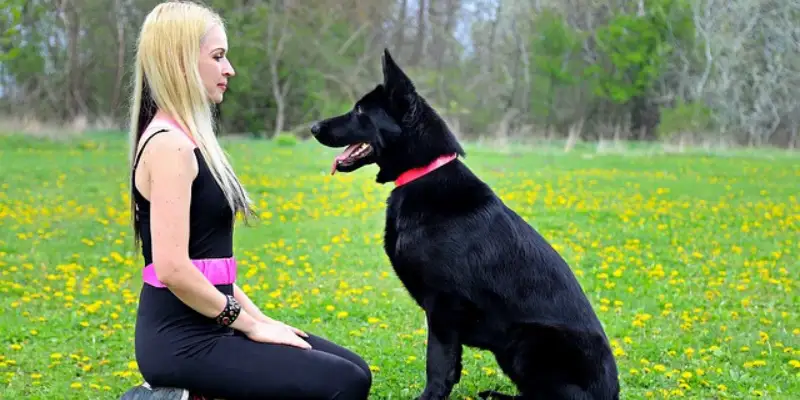 Unique Black Labrador German Shepherd Mix