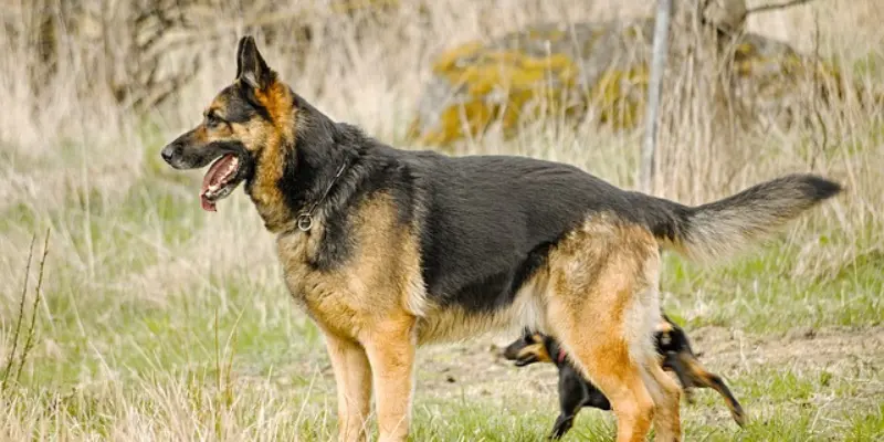 Variety of Giant German Shepherd Breed