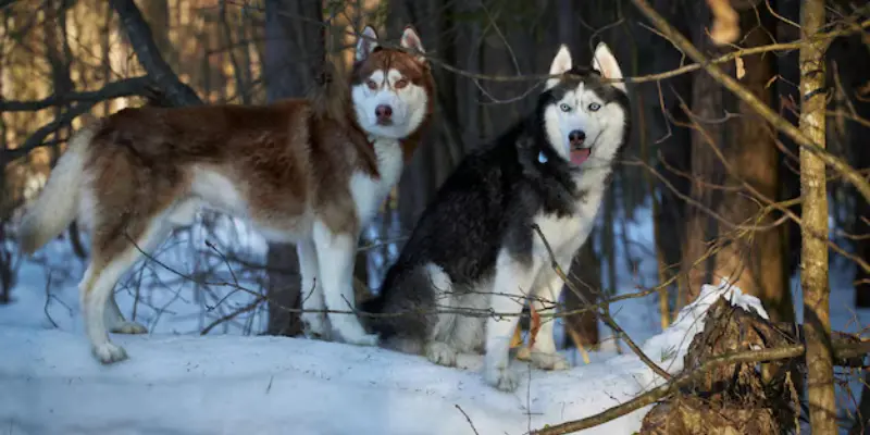 Behavior Wolf Breed with German Shepherd 