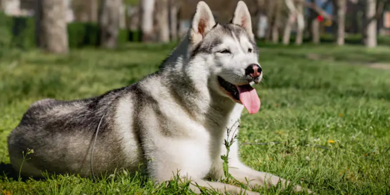 Best Husky and German Shepherd Breed