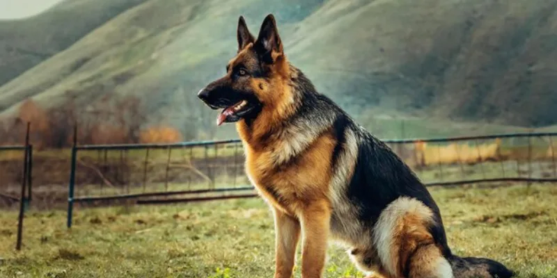 History of German Shepherd Original Breed 