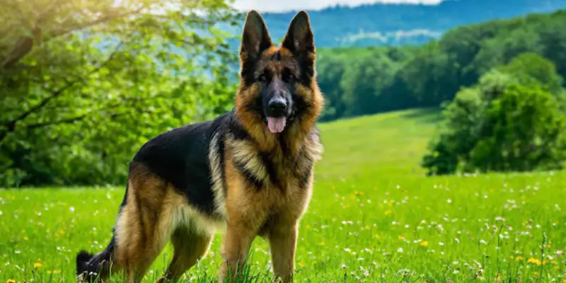 King Biggest German Shepherd Breed 