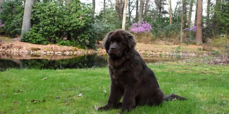 Majestic Best Black German Shepherd Pups