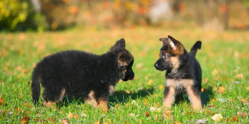 Perfect Black German Shepherd Pups