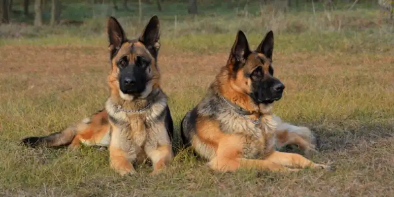 Perfect German Shepherd and Doberman Mix Breed