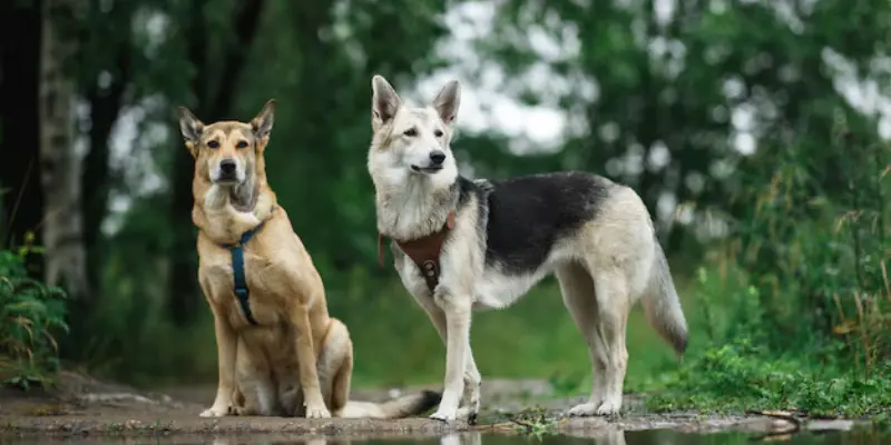 Perfect wolf breed with German shepherd