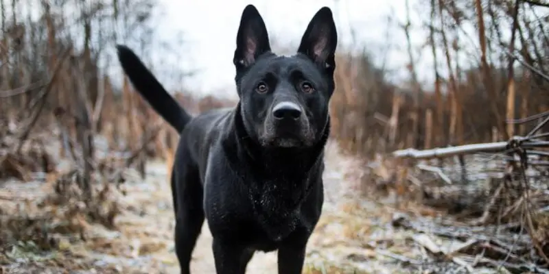 Rarity of Black German Shepherds