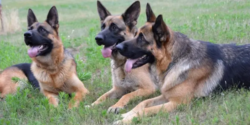 Responsibilities of German Shepherd and Doberman Mix Breed