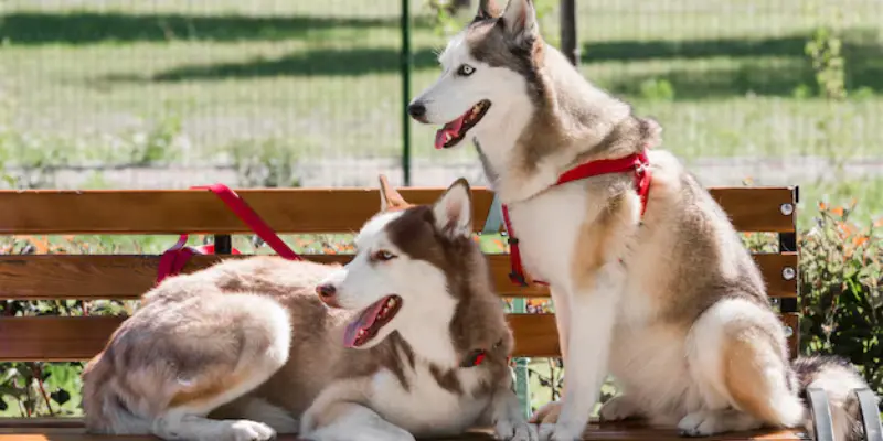 Shepsky  Husky and German Shepherd Breed